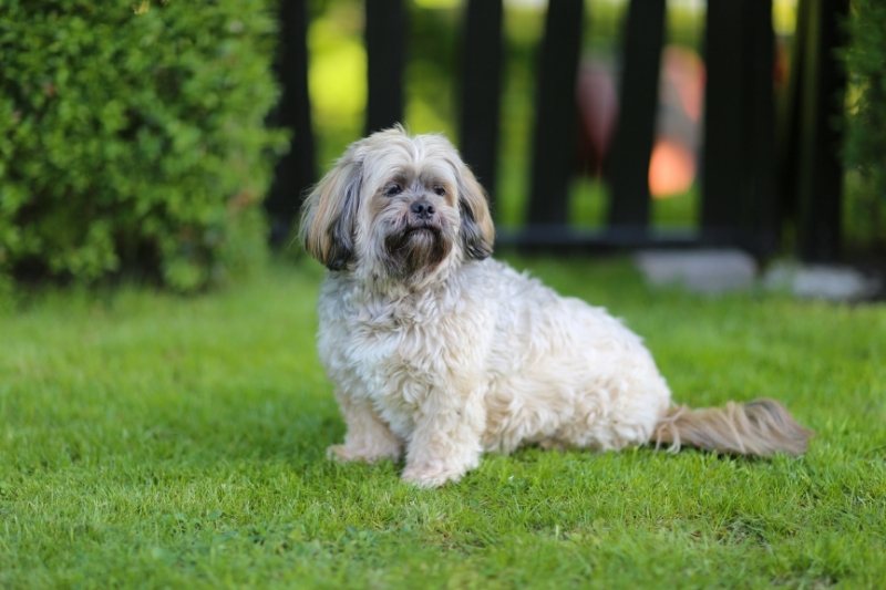 lhasa apso sentado en cesped