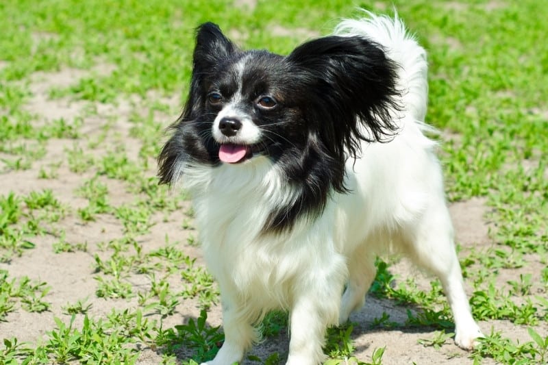 papillon dog on grass