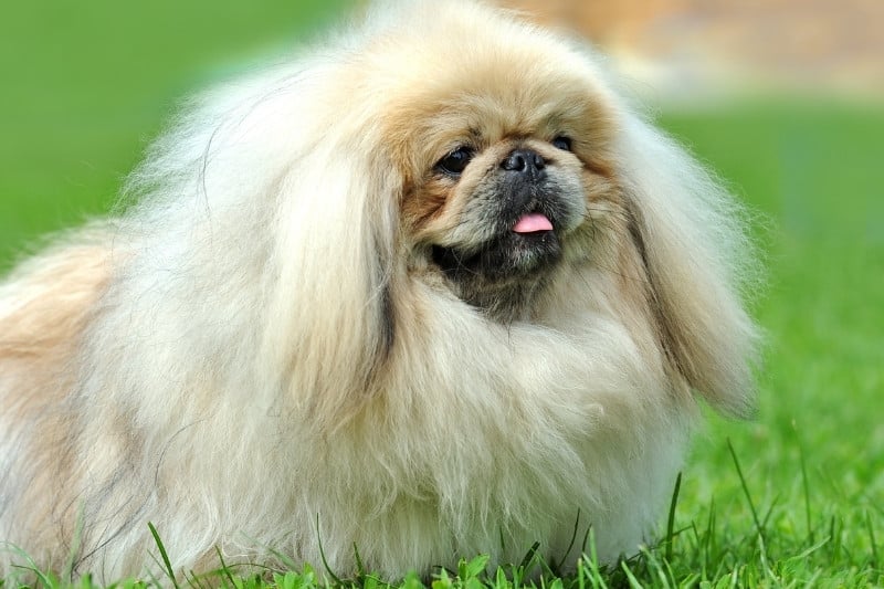 pekingese lying down on grass