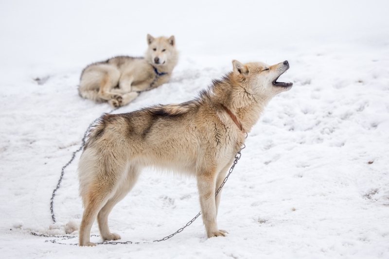 perro de groenlandia en la nieve