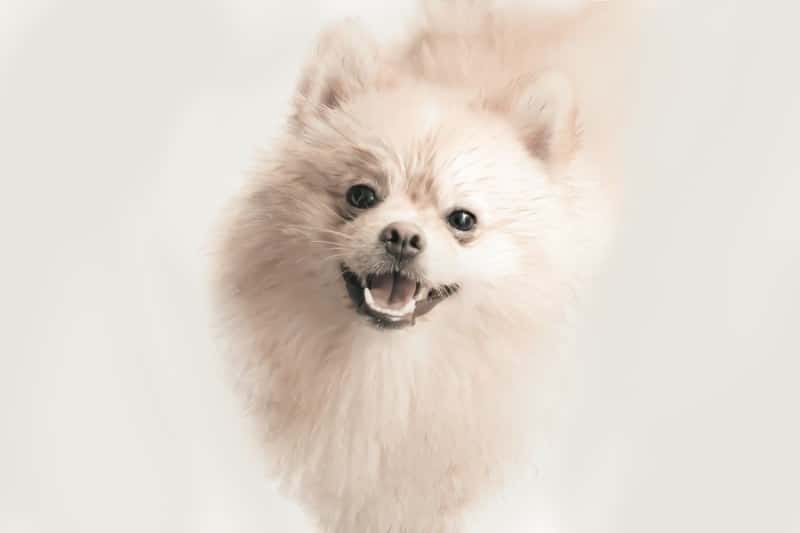 pomerania crema