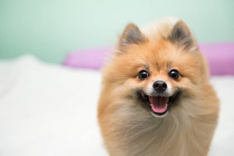 pomerania sonriendo