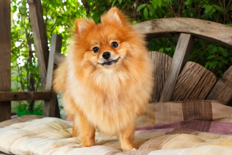 pomeranian on a bench