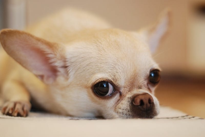 portrait of a chihuahua laying down