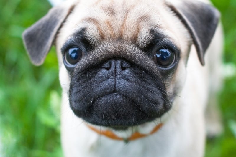 pug portrait