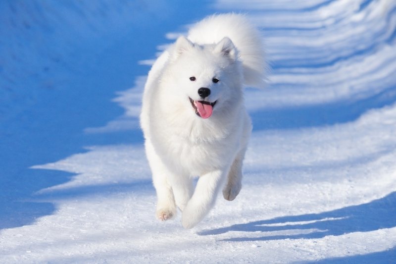 samoyedo corriendo en nieve