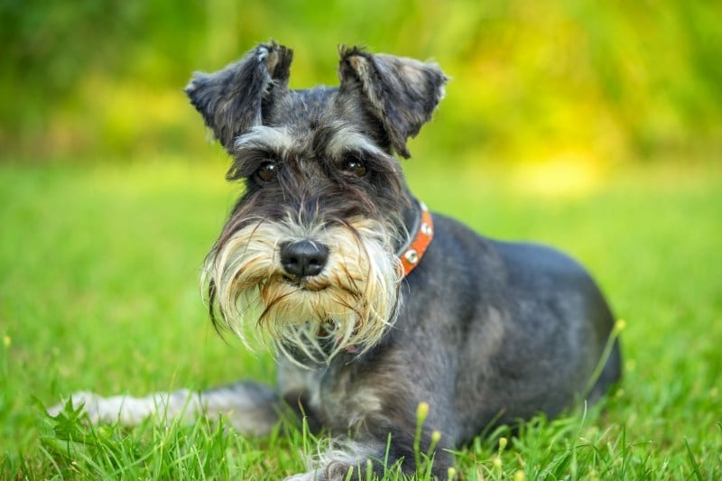 schnauzer lying down on grass