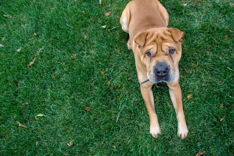 shar pei tumbado en cesped