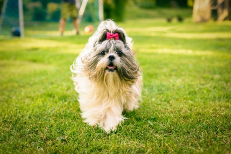 shih tzu corriendo