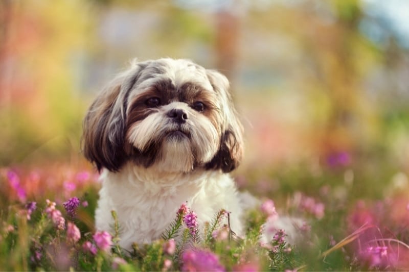 shih tzu in nature