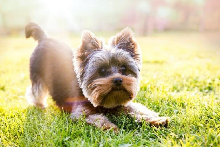 30 small dog breeds (with pictures!)