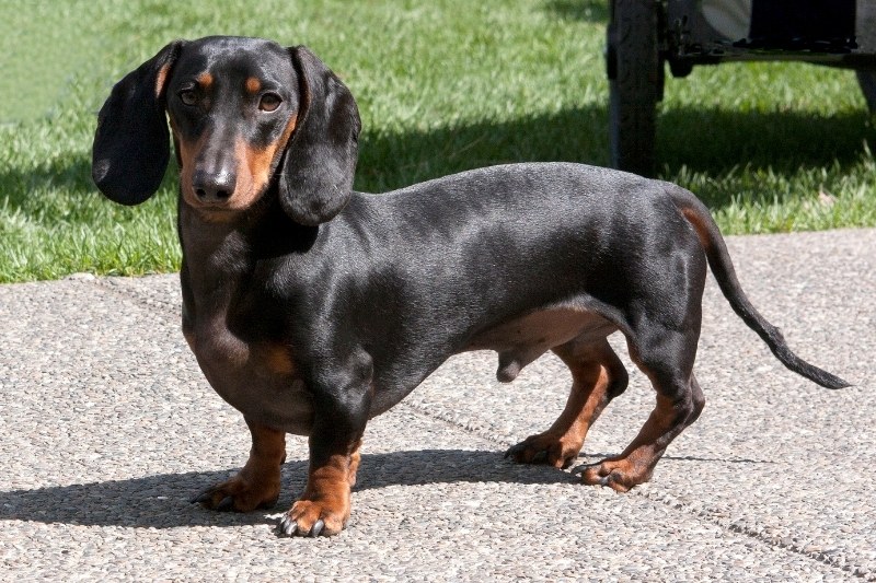 smooth haired dachshund