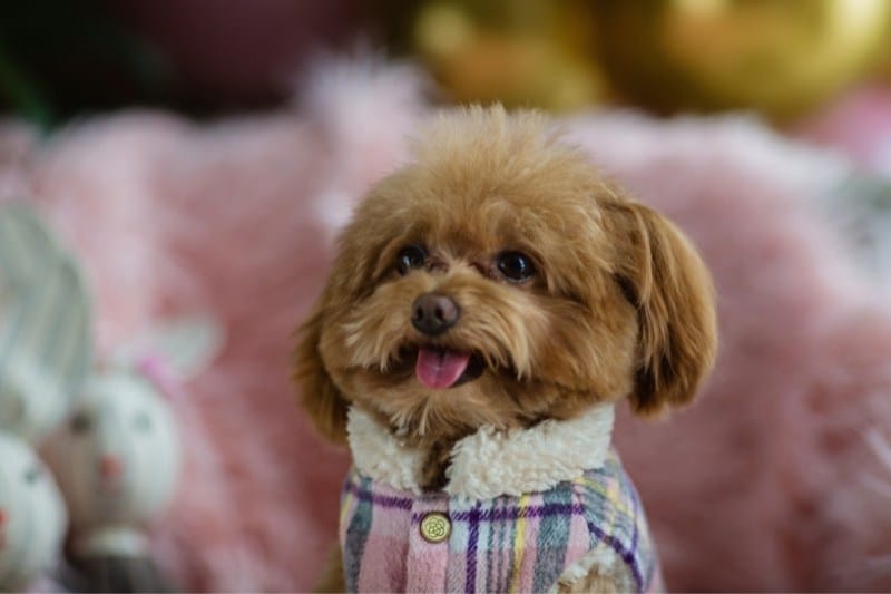teacup poodle with clothes