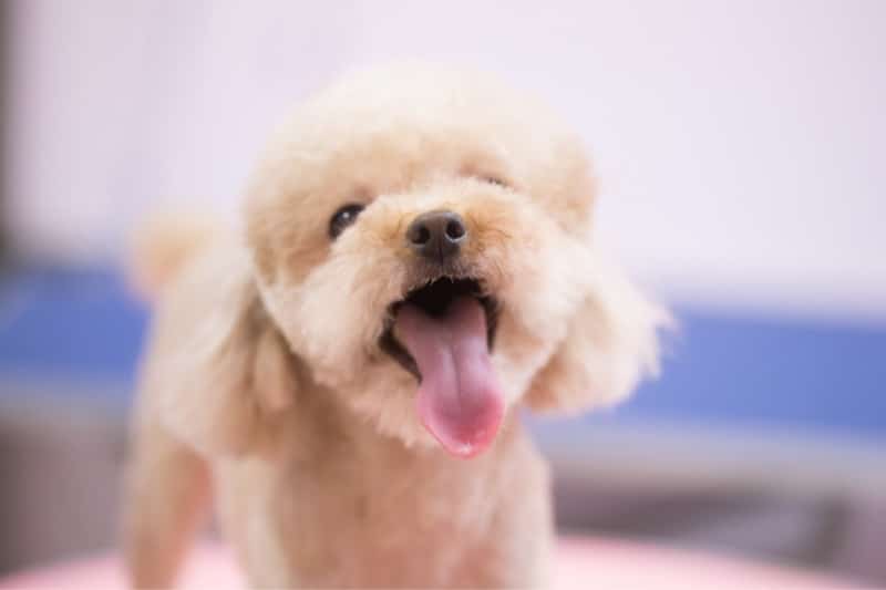 toy poodle with tongue out