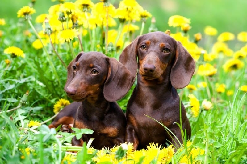 two chocolate and tan dachshunds with yellow flowers