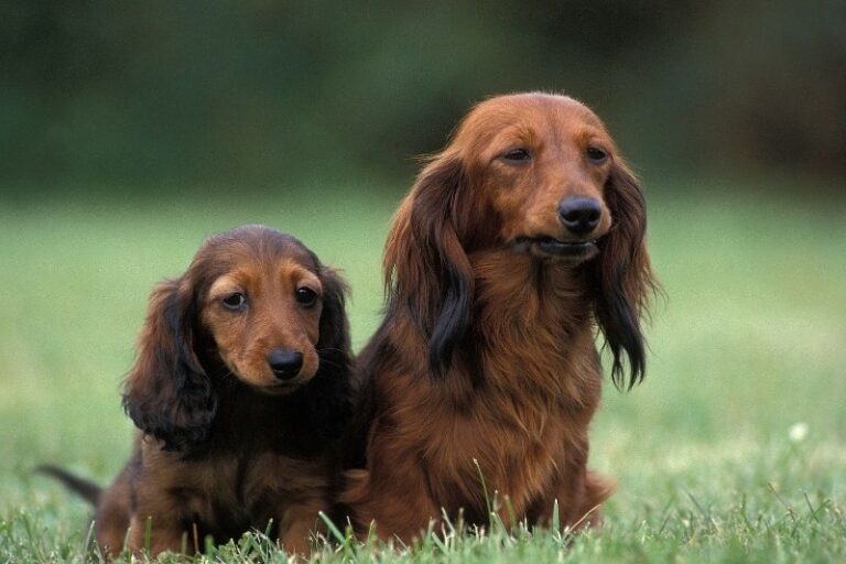 dos perros salchicha marrones de pelo largo
