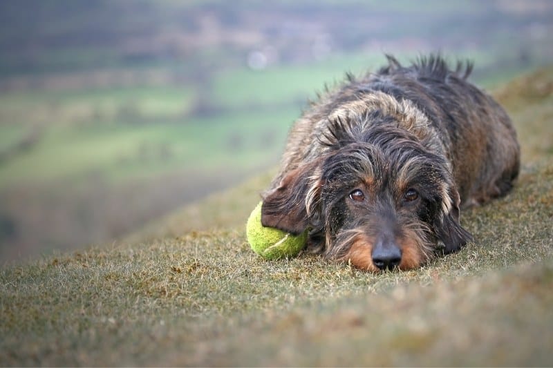 wirehaired dachshund