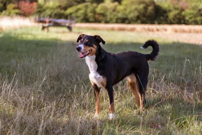 perro boyero Appenzeller en un campo