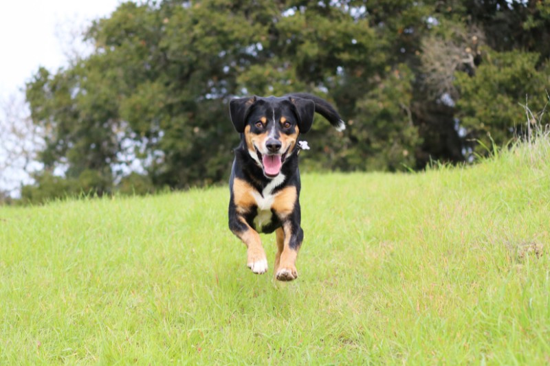 Entlebucher Mountain Dog running in a field