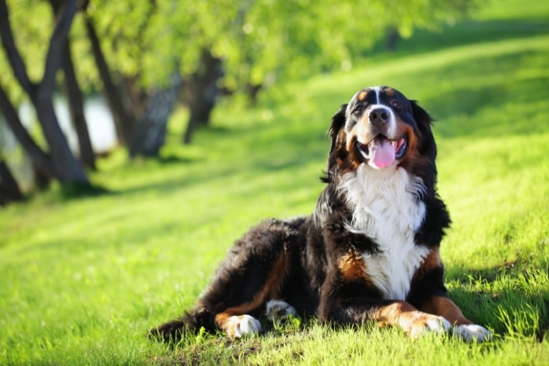 bernese mountain dog lying down in a field with tongue out