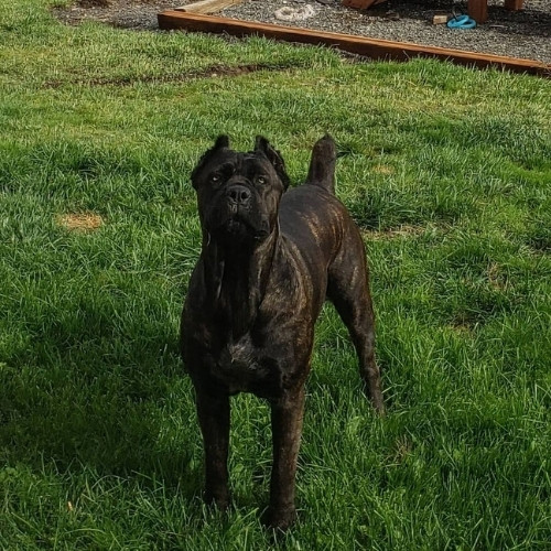 cane corso negro atigrado