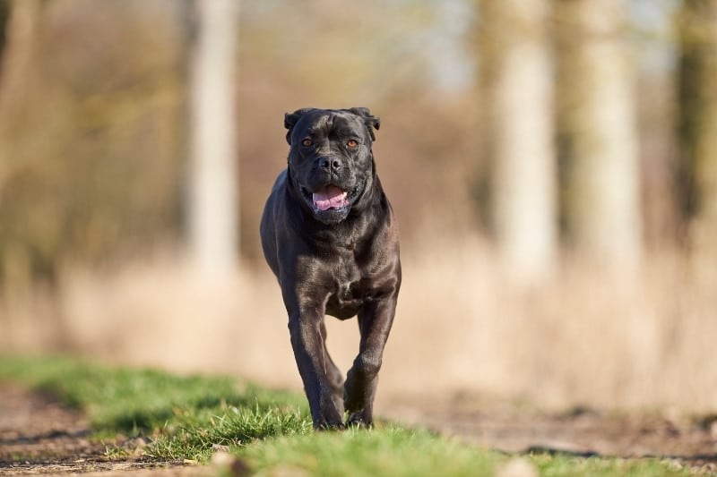 cane corso negro corriendo