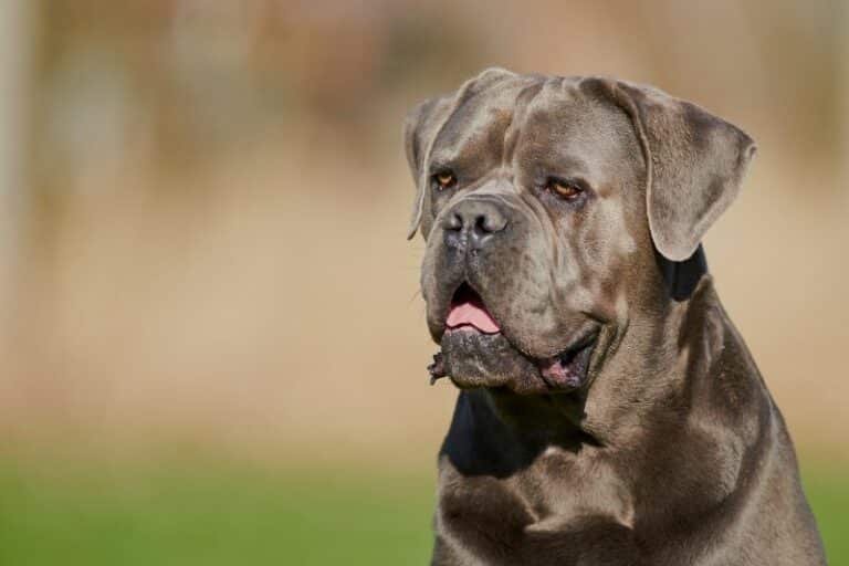 All the Cane Corso colors explained (with pictures!)