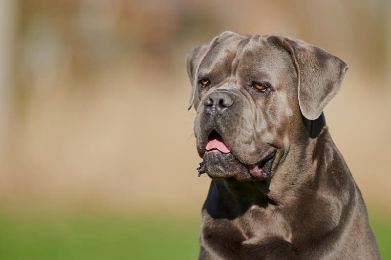 retrato de cane corso