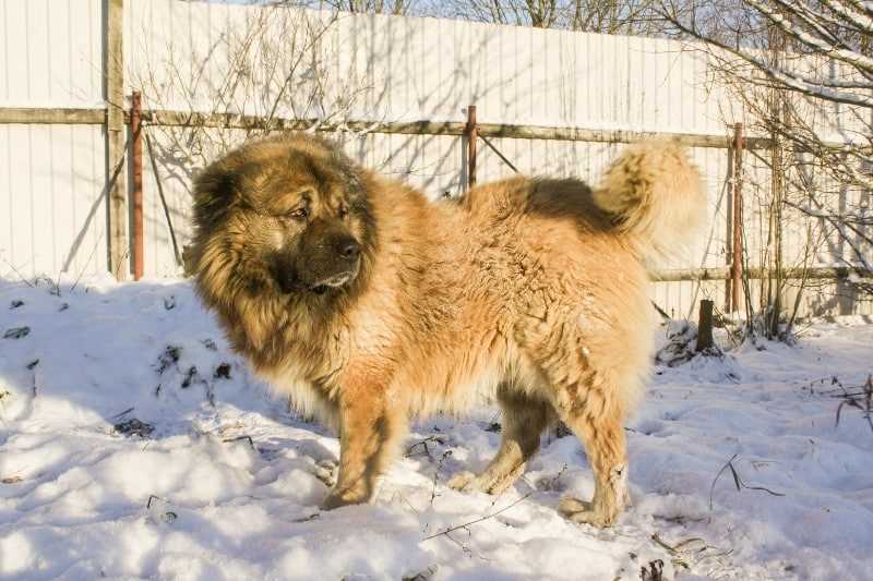 caucasian shepherd in snow
