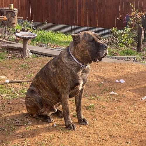 chestnut brindle cane corso sitting on the floor