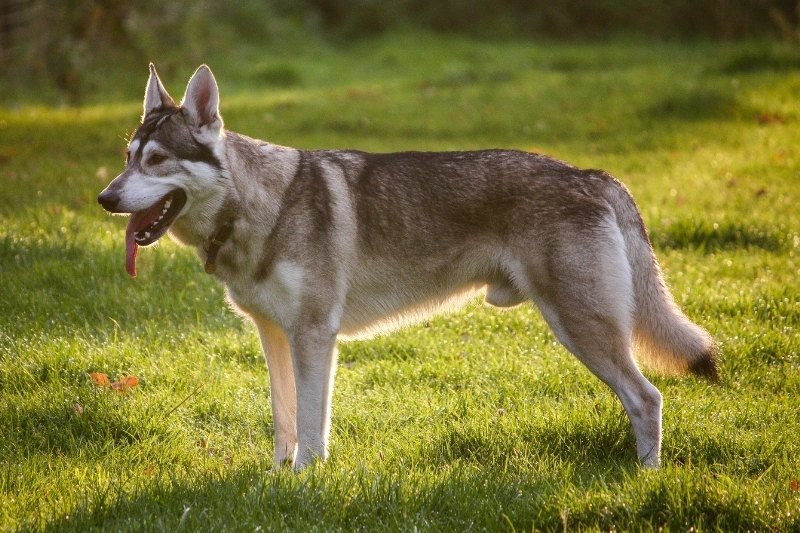 chien inuit du nord debout