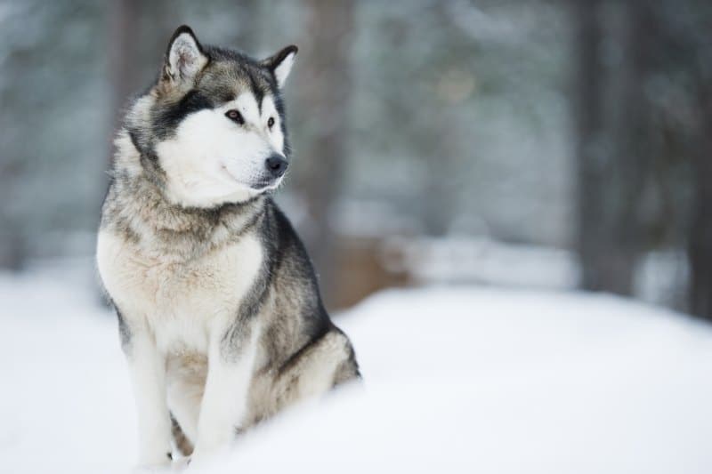 chien qui ressemble à un husky