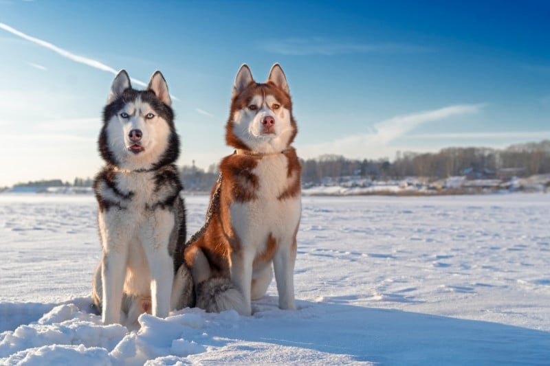 dos huskys en nieve