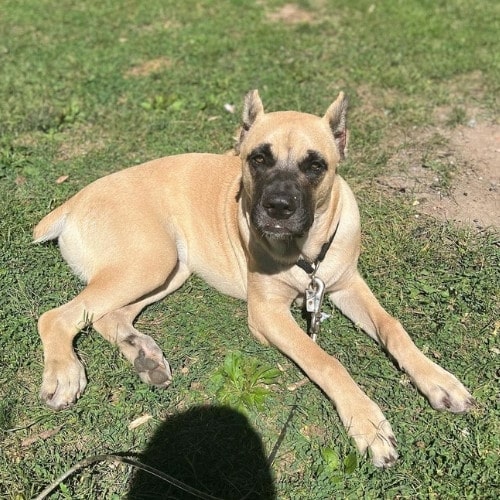 fawn cane corso