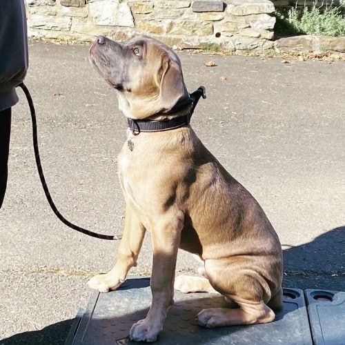 cane corso formentino