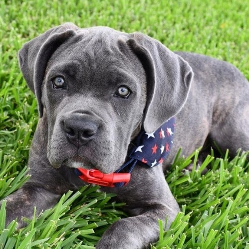 cachorro cane corso atigrado gris