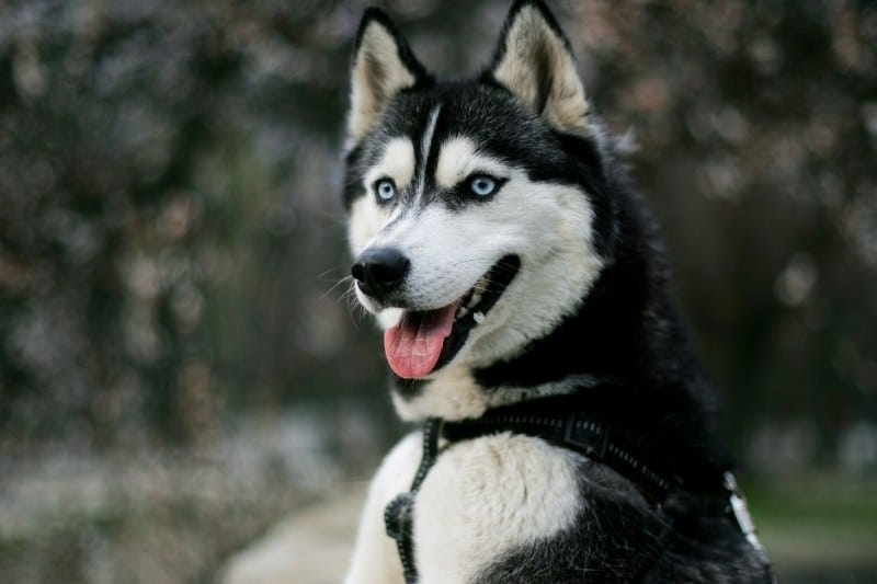 husky blanco y negro