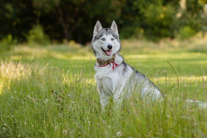 husky gris en un campo