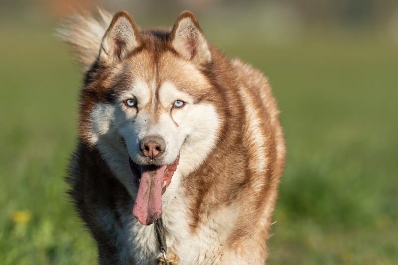 husky rojo