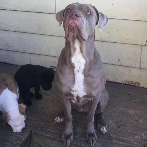 cane corso leonado isabella