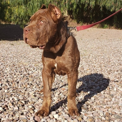 cane corso de color chocolate