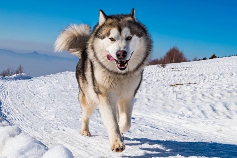 malamute de l'alaska qui court dans la neige