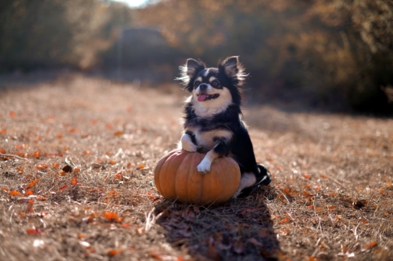 perro con calabaza