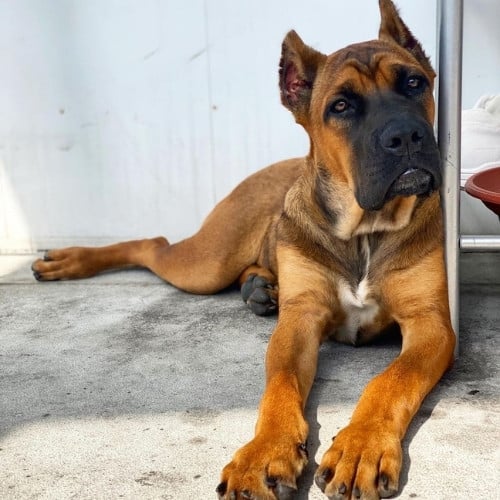 red cane corso lying on the floor