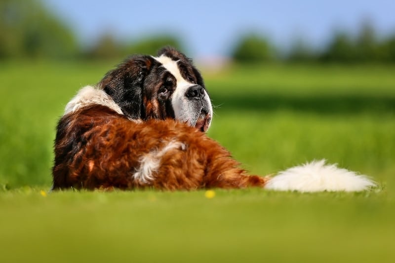 13 perros que parecen San Bernardos (¡con fotos!)