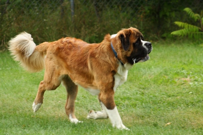 saint bernard walking