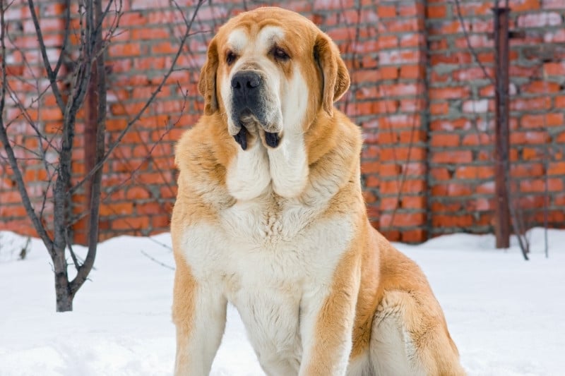 spanish mastiff on snow