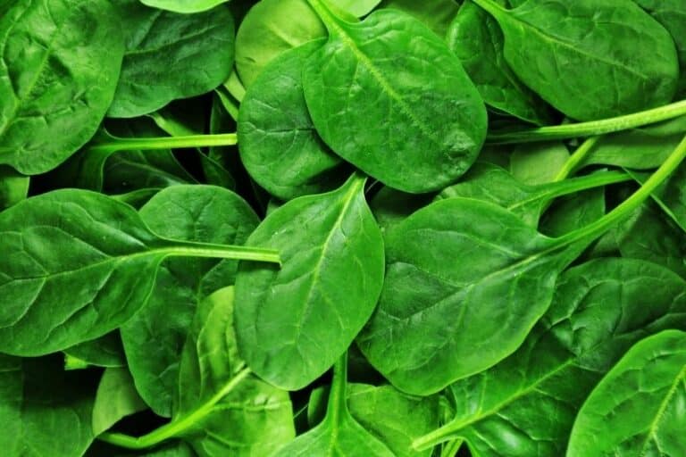 Can dogs eat spinach? A veterinarian’s answer!