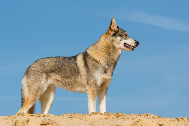 tamaskan qui ressemble à un husky