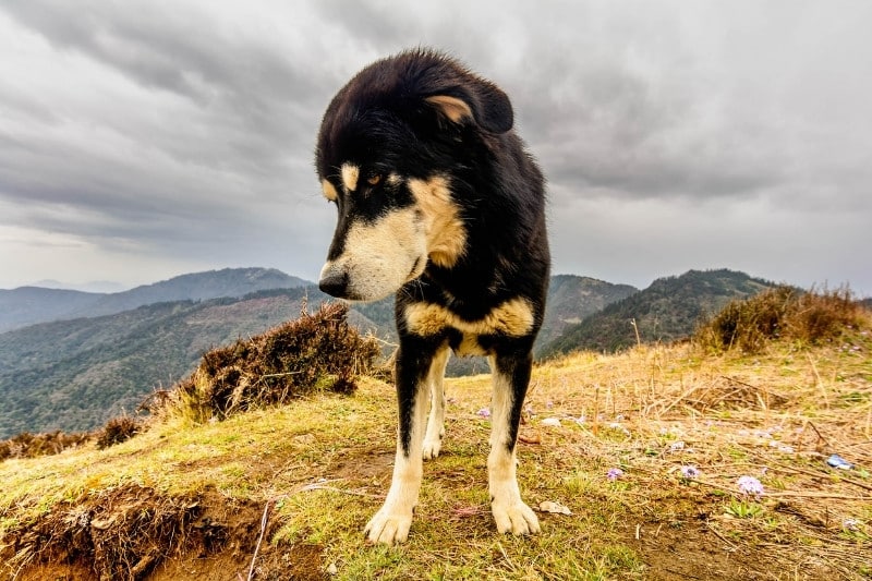 tibetan mastiff mountain
